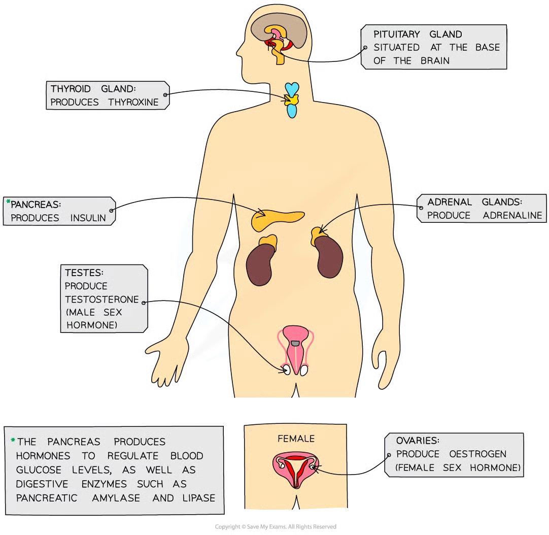 <p>endocrine glands that produce hormones in animals collectively</p>