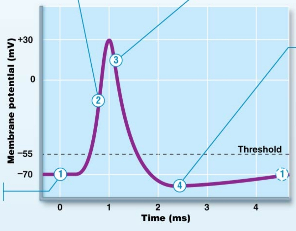 <p>action potential - #1</p>