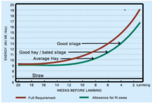 <p>we need good silage</p><p>Applies to grass as a forage</p><p>too!</p><p></p><p>Sword length &gt; 5cm may not</p><p>require concentrate feeding</p><p></p><p>Sword &lt;4cm = concentrates</p><p></p><p>Sword&lt;3cm forage and</p><p>concentrate supplementation</p>