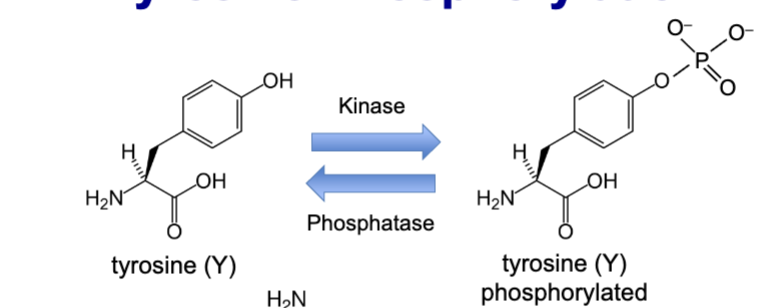 <p>kinases transfer the <span>γ-phosphate from ATP</span></p>