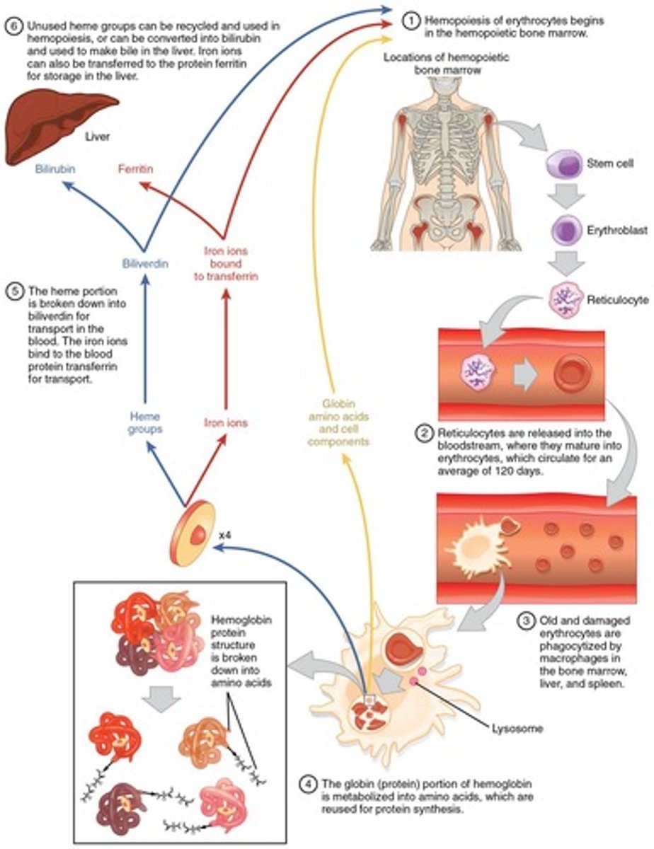 <p>Erythrocytes are produced in the bone marrow (erythropoiesis), circulate in the blood for about 120 days, then are broken down by the spleen and liver. Iron and hemoglobin components are recycled, while the heme is converted into bilirubin and excreted in bile.</p>