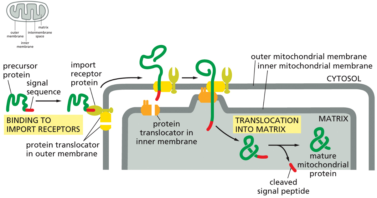 <p>The <strong>precursor protein</strong>, which is the protein destined for the mitochondria, is first synthesized in the cytosol. It must remain in an unfolded, linear state to be imported.</p><p>Its <strong>signal sequence</strong>, a specific segment of amino acids, acts as an "address label" that is recognized by the <strong>import receptor protein</strong> located on the outer mitochondrial membrane.</p><p>The <strong>import receptor protein</strong>'s job is to bind to this signal sequence, effectively docking the cargo protein to the surface of the mitochondrion.</p><p>The receptor hands the precursor protein over to a <strong>protein translocator in the outer membrane</strong>. This translocator is a channel that begins guiding the unfolded protein through the first membrane.</p><p>Simultaneously, a <strong>protein translocator in the inner membrane</strong> aligns with the outer one, and together they thread the unfolded protein across both membranes and directly into the mitochondrial matrix</p><p>As the protein enters the matrix, a specialized enzyme (a signal peptidase) <strong>cleaves</strong> off the signal sequence.</p><p>Now free of its signal sequence, the polypeptide chain folds into its correct three-dimensional shape, becoming a <strong>mature mitochondrial protein</strong> ready to perform its function within the organelle.</p>