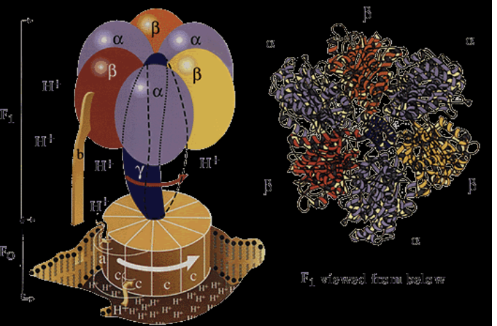 <p>more on ATP synthase</p>