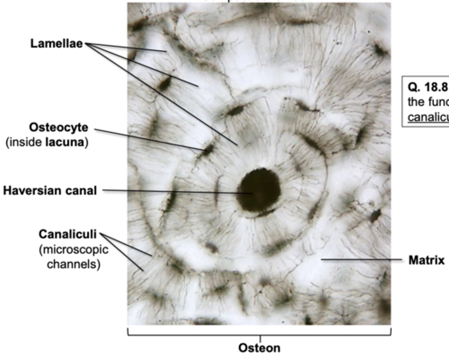 <p>yes, i can label the connective tissue bone</p>