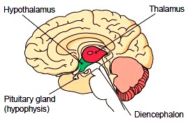 <p>Apart of the brain that consists of the thalamus and hypothalamus, where thalamus filters and relays sensory information to the cerebral cortex and hypothalamus regulates homeostasis (especially hormone production), autonomic function, coordinates nervous and endocrine system, and regulates emotions.</p>