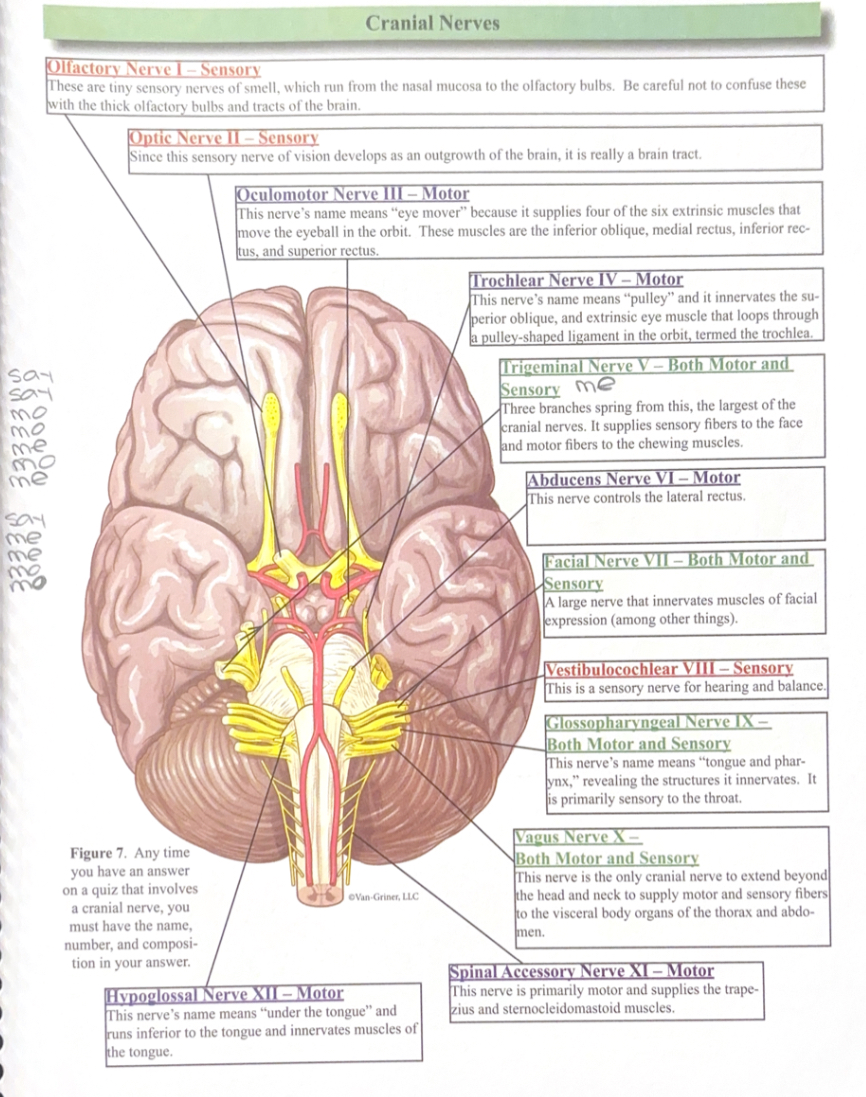 <p>Say say mo mo me mo me, say me me mo mo </p><ul><li><p>Anytime we have an answer on a quiz that involves a cranial nerve, we must have the name, number, and composition&nbsp;</p></li></ul><p></p>