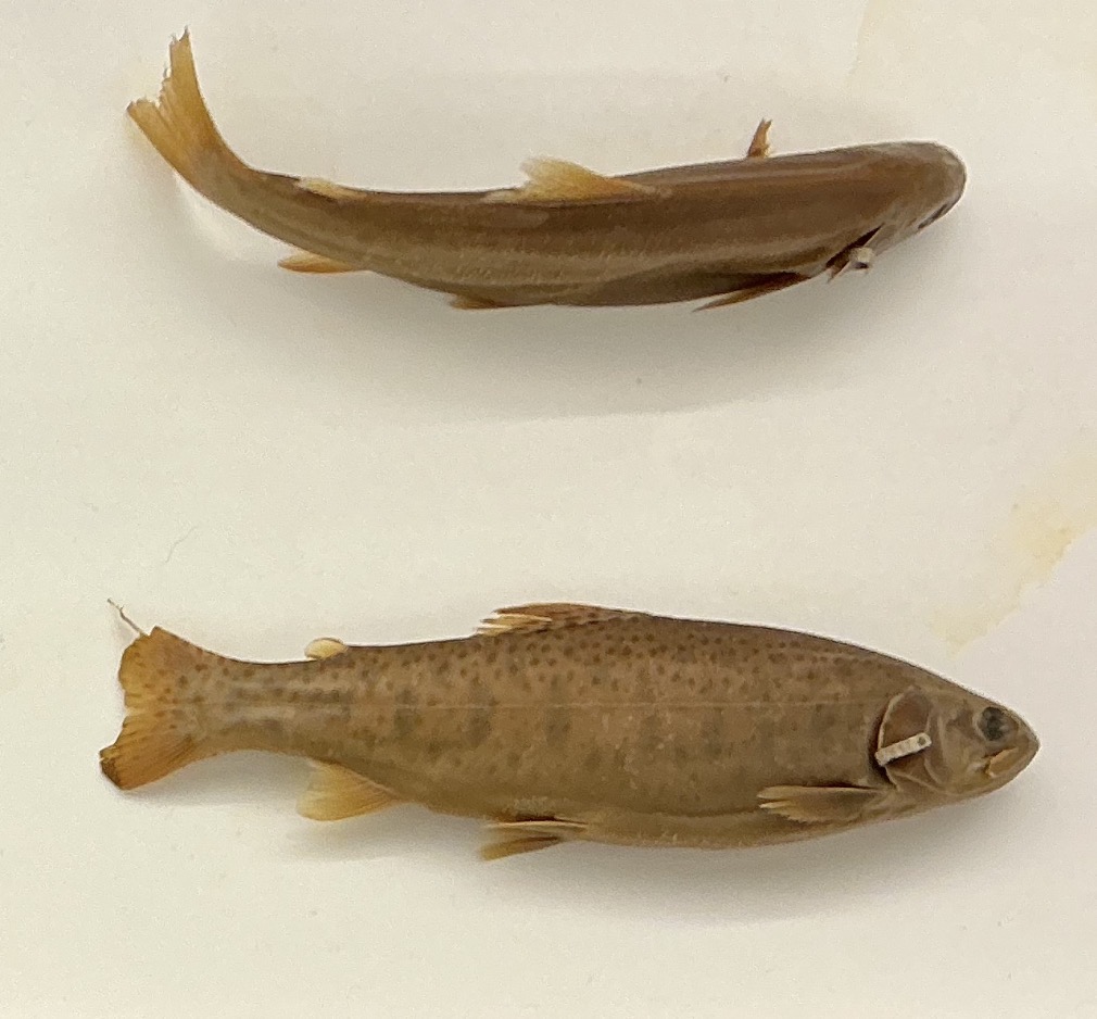 <p>Name the order</p>