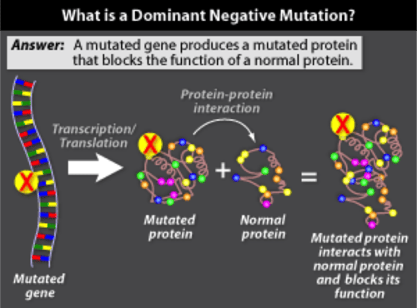 <p>Dominant negative is when a mutated protein from the mutated allele inhibits the function of the normal protein from the normal allele. This is common with p53.</p>