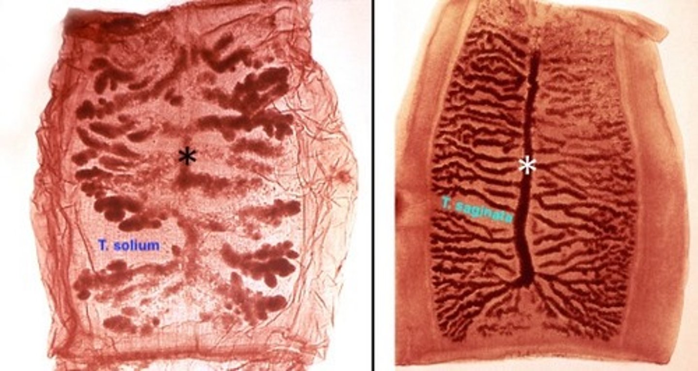 <p>T. saginata has >15 uterine branches; T. solium has <13 uterine branches</p>
