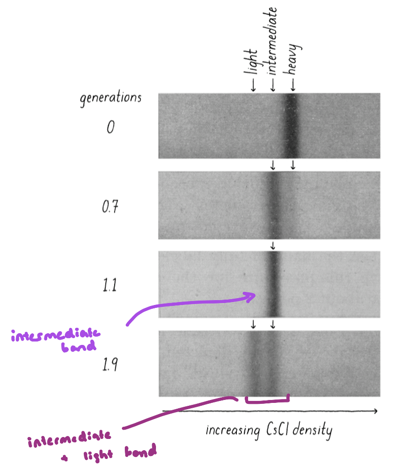 <ul><li><p>after 1 generation (1 doubling of the E. coli – means all the DNA has been duplicated) the DNA from these samples is a mixture of heavy and light (intermediate density)</p><ul><li><p>rules out conservative replication mode</p></li></ul></li><li><p>after 2 generations, the DNA is either all light, or a mixture of heavy and light</p><ul><li><p>supports the semi conservative model</p></li></ul></li></ul><p></p>