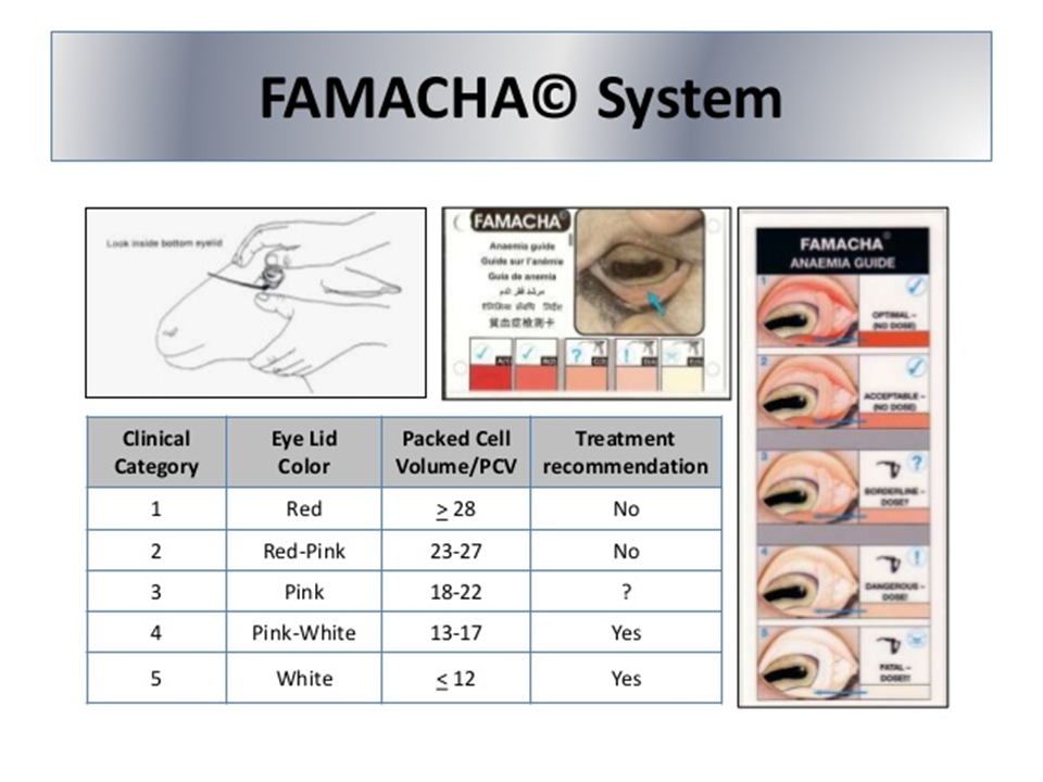 <p>a test to determine the degree of anemia</p><p></p>