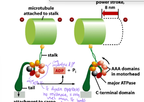 <p>Describe the power stroke of Dynein</p>