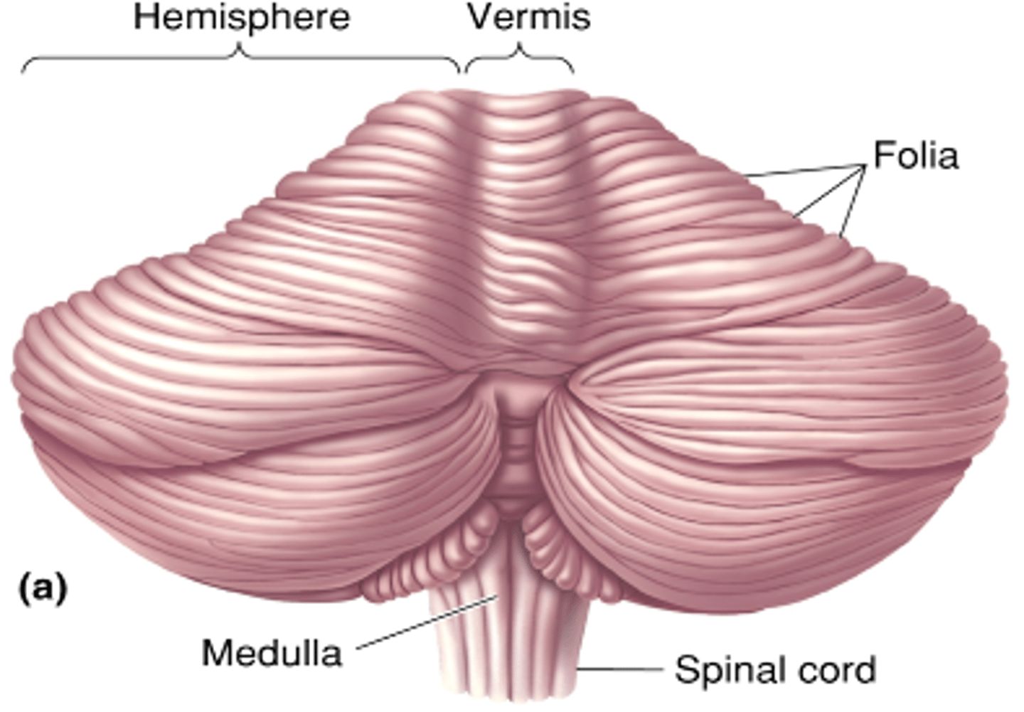 <p>What is a single fold called?</p>