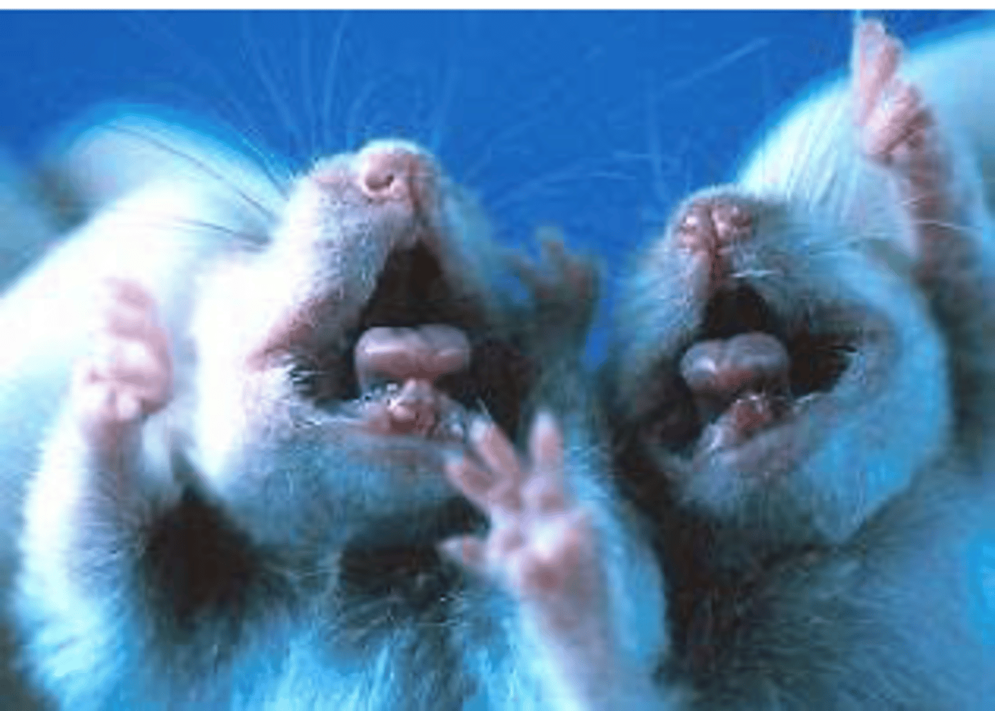 <p>What is the most likely infection in the weanling pups shown here?</p><p>A. Polyoma virus</p><p>B. Adenovirus</p><p>C. Parvovirus</p><p>D. Lymphocytic choriomeningitis virus</p>