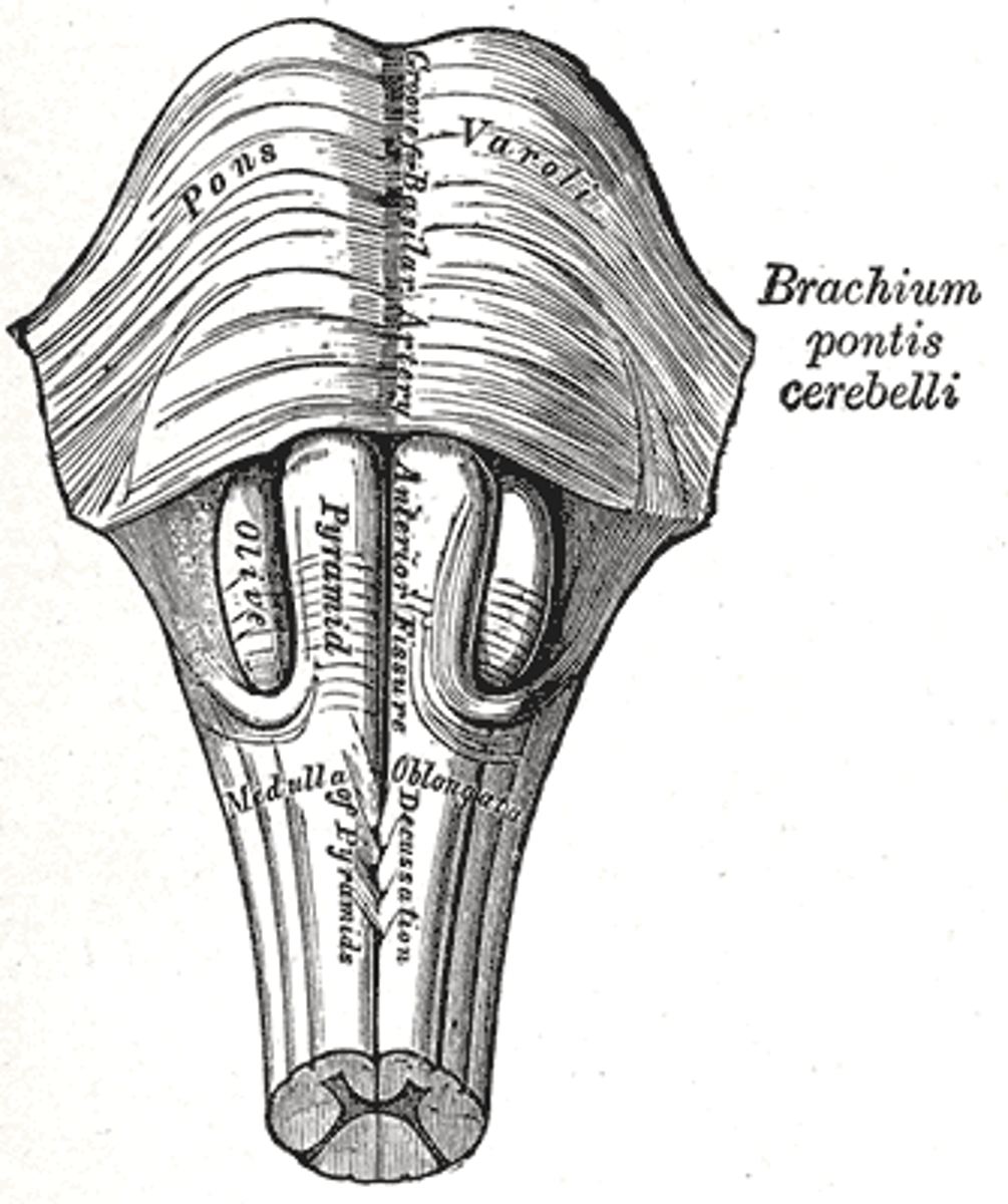 <p>Paired white matter structures of the brainstem's medulla oblongata that contain motor fibers of the corticospinal and corticobulbar tracts.</p>
