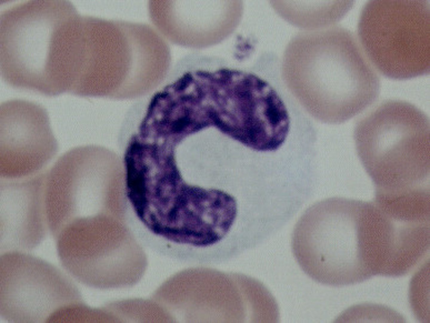 <p>Structure: U shaped nucleus, pale blue cytoplasm <br><br>Function: A large WBC that transform into macrophages to fight off viruses and chronic infections</p>