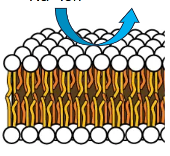<p>Substances that are polar, hydrophilic (not lipid-soluble), have charged ions, and have a high molecular weight</p>