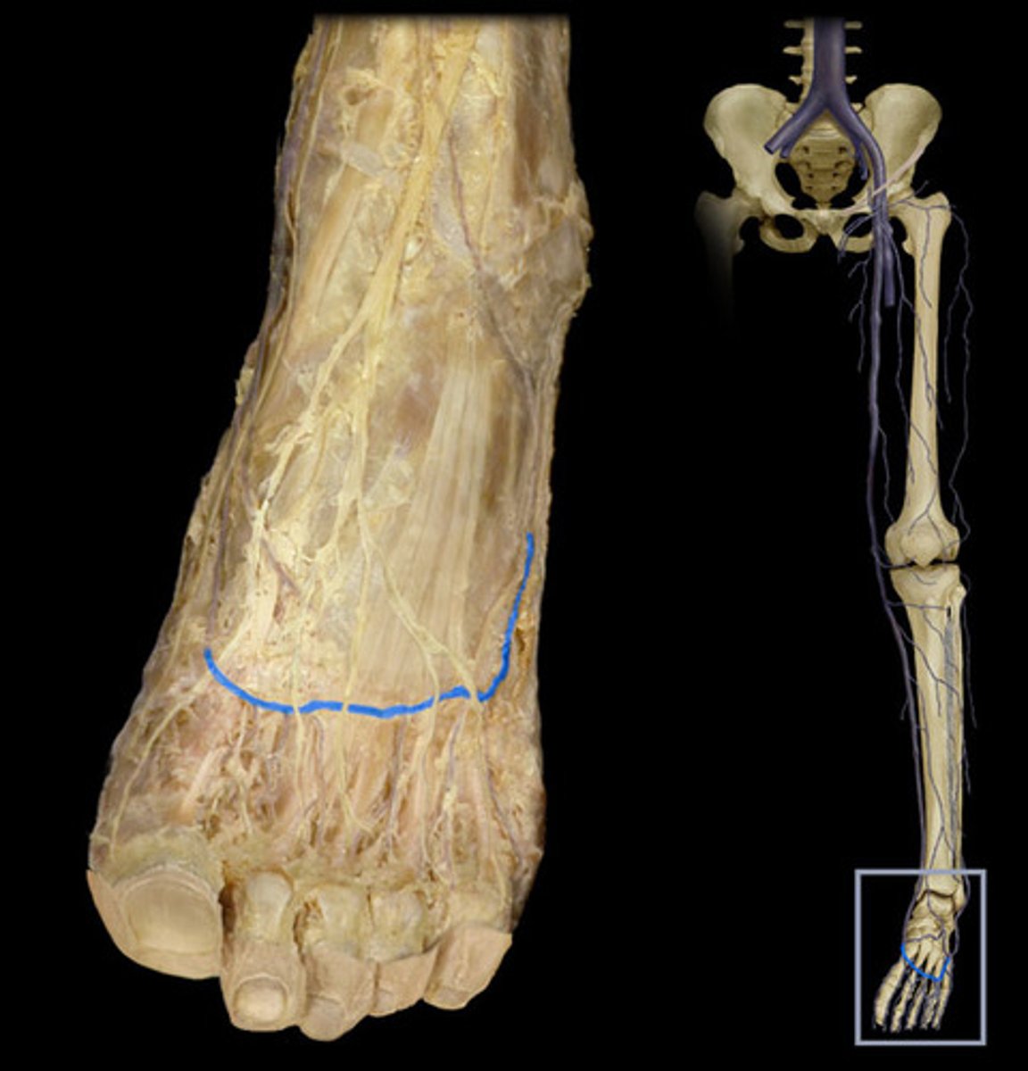 <p>Found superficially on the dorsum of foot, which it drains.</p>
