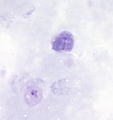 <p>Dr. Vicente Y. Belizario Jr.</p>