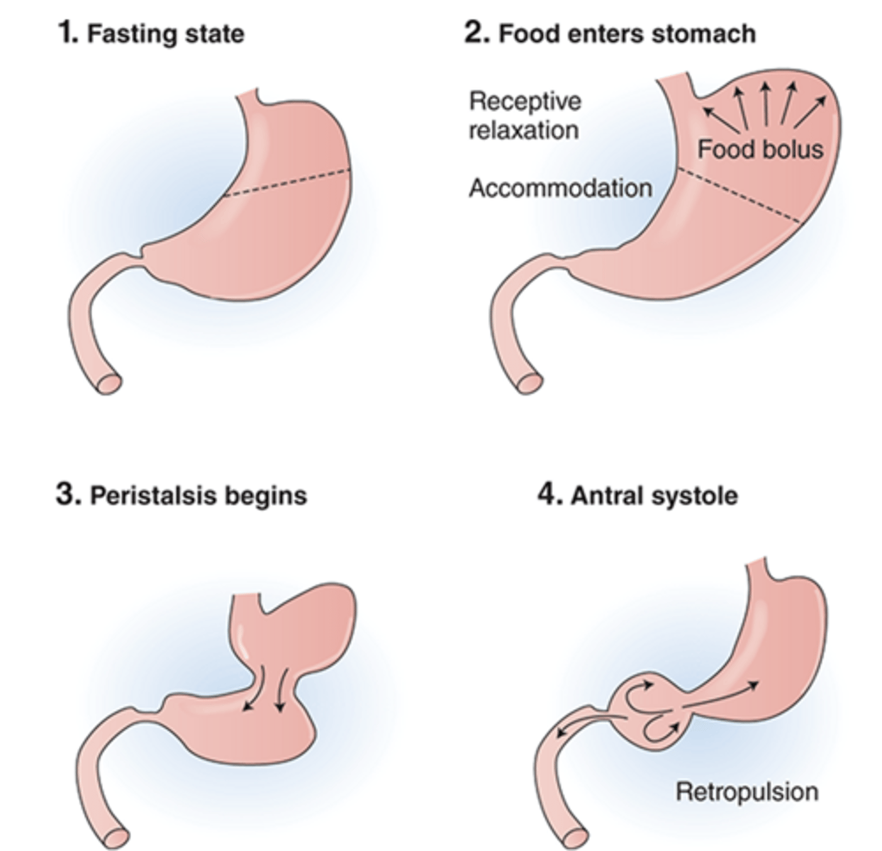 <p>gastric motility:</p>