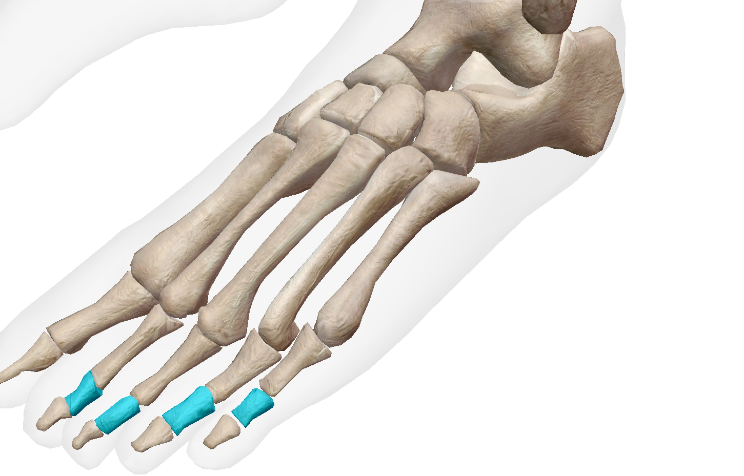 <p>Label the bone on the foot </p>