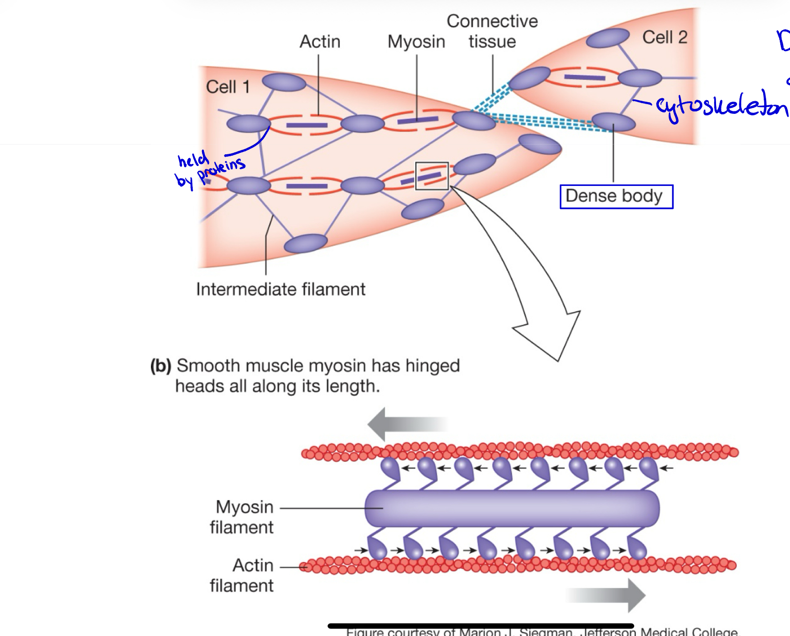 <p><span>They serve as anchoring points for actin filaments</span></p>