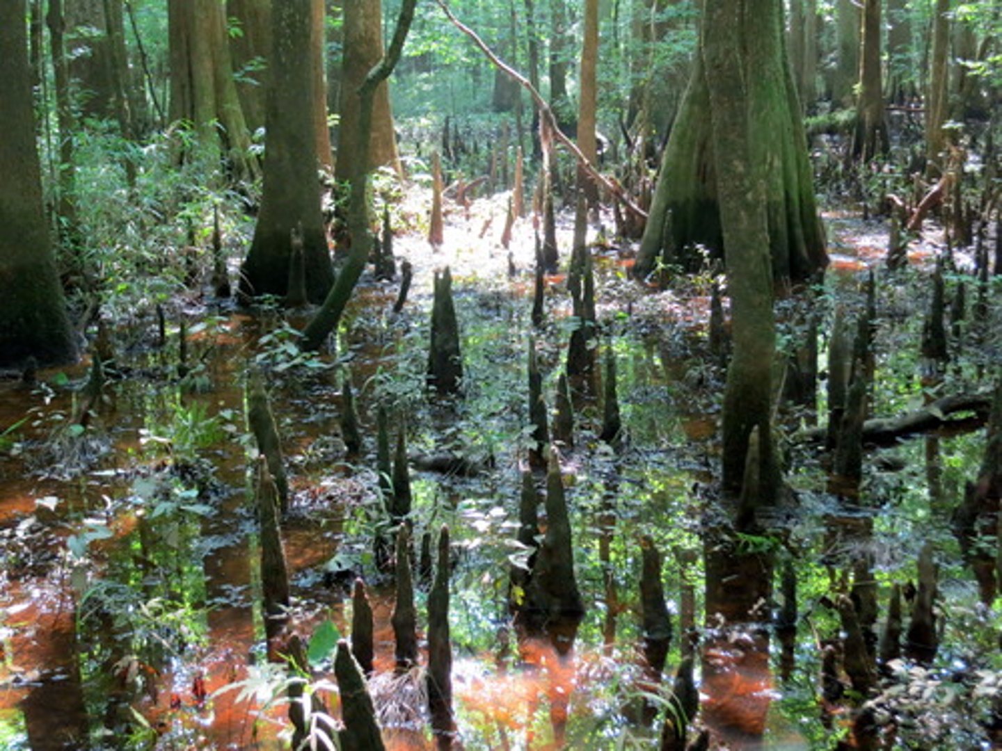 <p>South Carolina</p>
