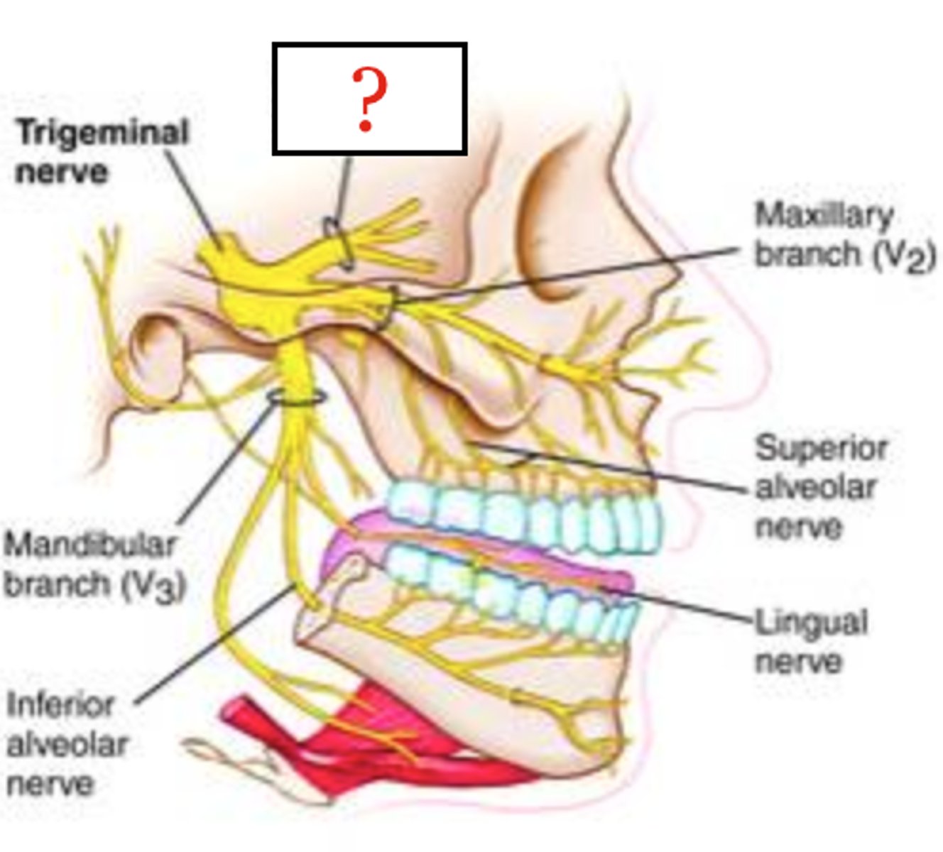 <p>Branch of the fifth cranial nerve that supplies impulses to the skin of the forehead, upper eyelids, and interior portion of the scalp, orbit, eyeball, and nasal passage.</p>