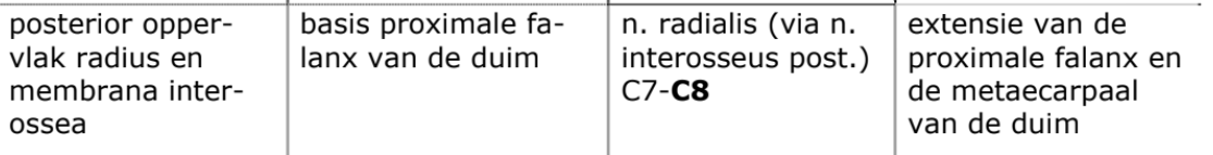 <p>diepe, schuine extensoren</p>