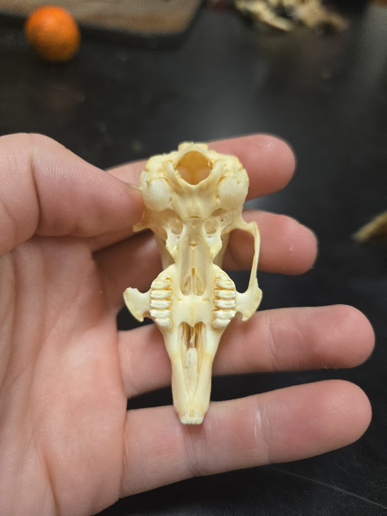 <p><span>2 0 3 3 = 28 teeth total</span><span><br></span><span>1 0 2 3</span><span><br></span><span> Long nose (porus sinuses)</span><span><br></span><span> Large eyes to the side</span><span><br></span><span> Complete bony eye socket</span><span><br></span><span> Very large auditory bullae</span><span><br></span><span> White incisors</span><span><br></span><span> Grooved incisors</span><span><br></span><span> Second set of incisors sets directly</span><span><br></span><span>behind first set on top</span><span><br></span><span> Stemmed auditory bullae (ears set</span><span><br></span><span>on top of head)</span><span><br></span><span> First premolar is very long and</span><span><br></span><span>curved</span><span><br></span><span> Huge incisive foramen that takes</span><span><br></span><span>up almost all of the hard palate</span><span><br></span><span> Hard palate ends at the middle of</span><span><br></span><span>teeth</span></p>