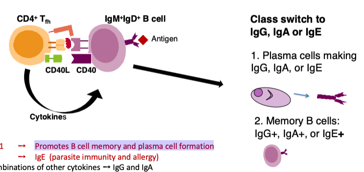 <p>the class of the antibody made by the B cell</p>