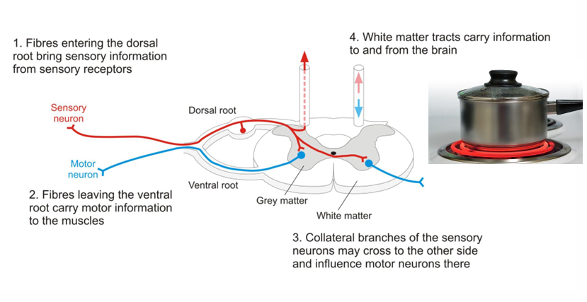 <p>Part of the SNS</p><p>Spinal Nerves:</p><ul><li><p>Functionally equivalent to the cranial nerves </p></li><li><p>31 pairs of nerves (8 cervical, 12 thoracic, 5 lumbar, 5 sacral, 1 coccygeal) </p></li></ul><p></p><p>Connections of the spinal nerves:</p><ul><li><p>Emerges from the spinal cord via <strong>dorsal (sensory)</strong> and <strong>ventral (motor)</strong> roots.</p></li><li><p>Dorsal root carries <strong>sensory input</strong> to the spinal cord.</p></li><li><p>Ventral root carries <strong>motor output</strong> to muscles.</p></li><li><p>Roots merge to form a <strong>mixed spinal nerve</strong> (both sensory &amp; motor).</p></li><li><p>Then branch into <strong>dorsal and ventral rami</strong> to innervate different body regions.</p></li></ul><p></p>