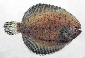 <p>right eyed, mouth bristles</p>