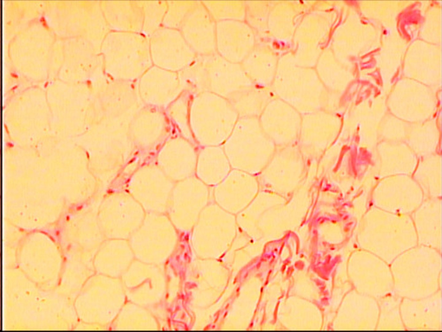<p>round cells, give the appearance of being empty, nucleus is pushed off to one side</p><p>found surrounding body organs</p><p>provide insulation (fat)</p>