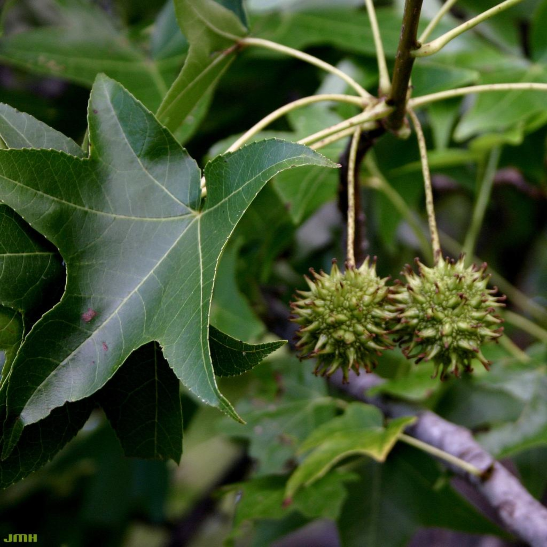 <p>What kind of fruit is sweet gum?</p>