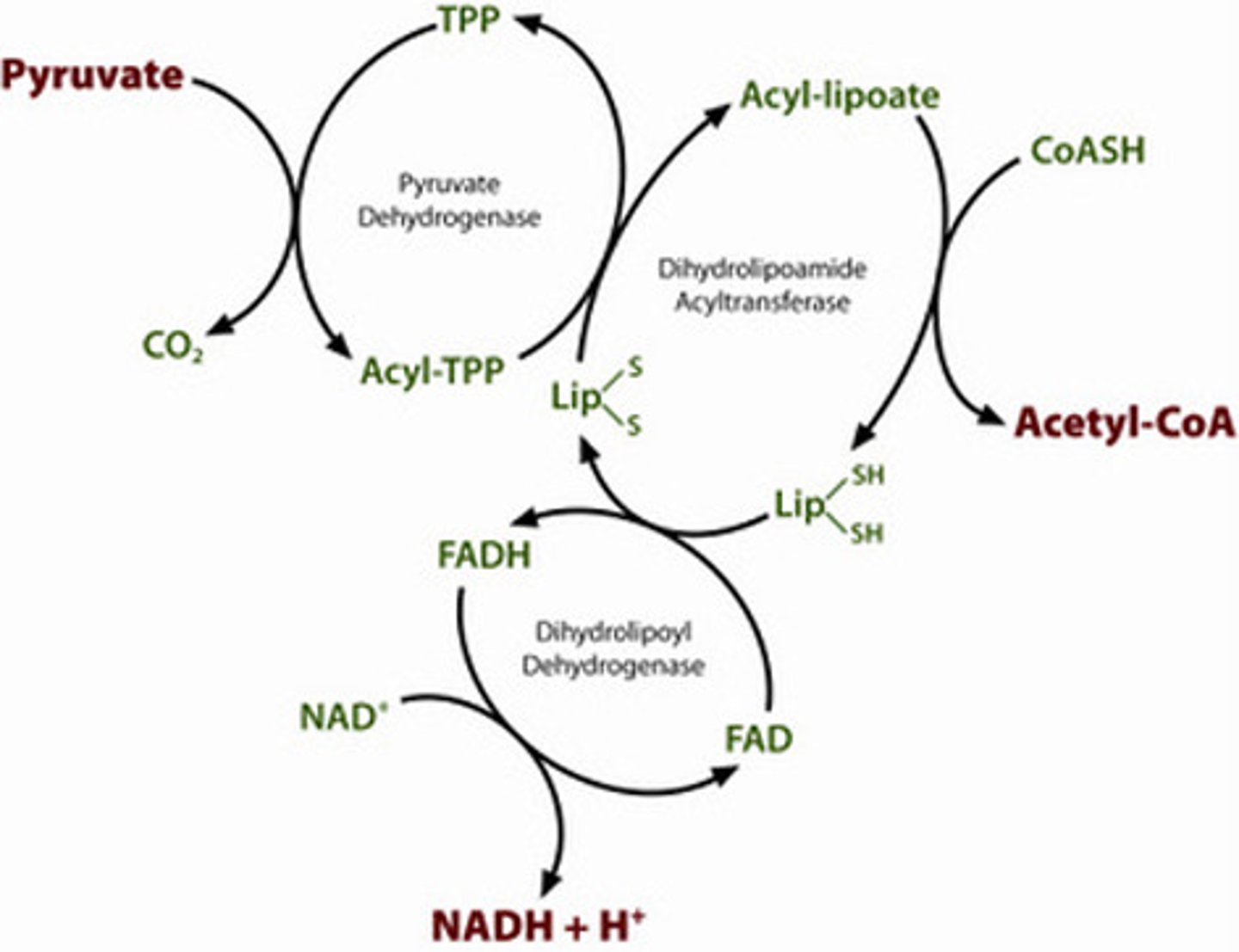 <p>It is absolutely necessary to be able to do this for the MCAT. And because it is so challenging to memorize all of this point blank, we've created our Metabolic Pathways Mastery Course: https://mcatselfprep.com/course/andrews-metabolic-pathways-mastery-course/</p>