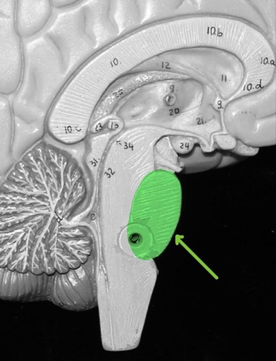 <p>Has areas that control respiration</p>