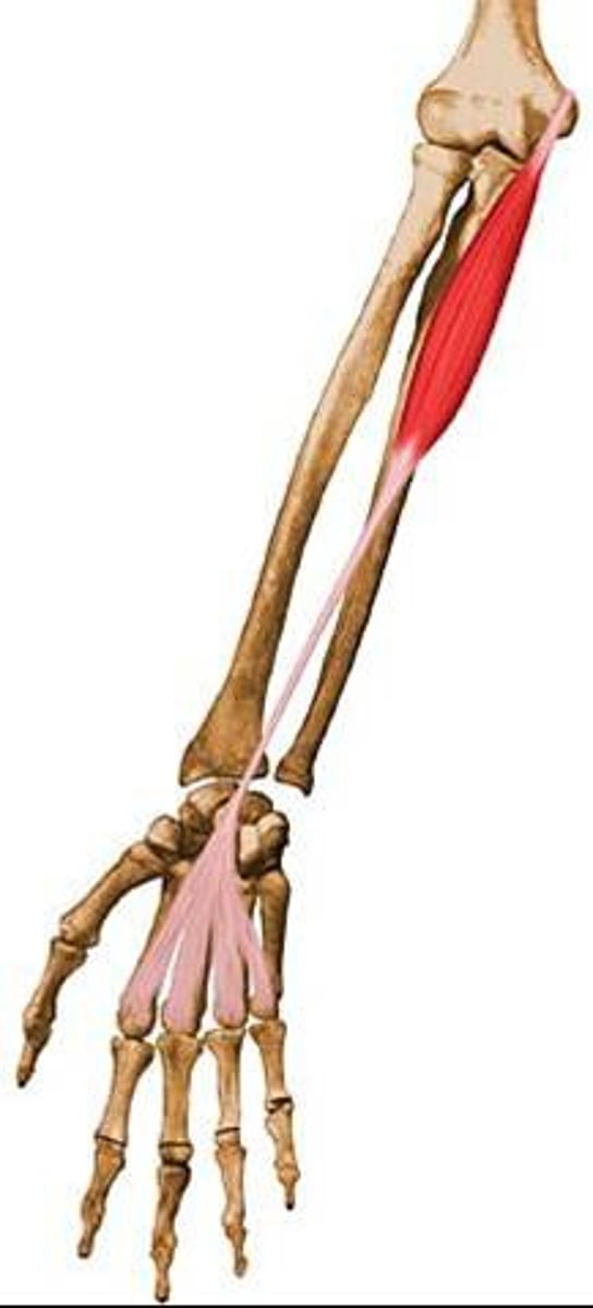 <p>P: medial epicondyle of humerus</p><p>D: flexor retinaculum and palmar aponeurosis</p>
