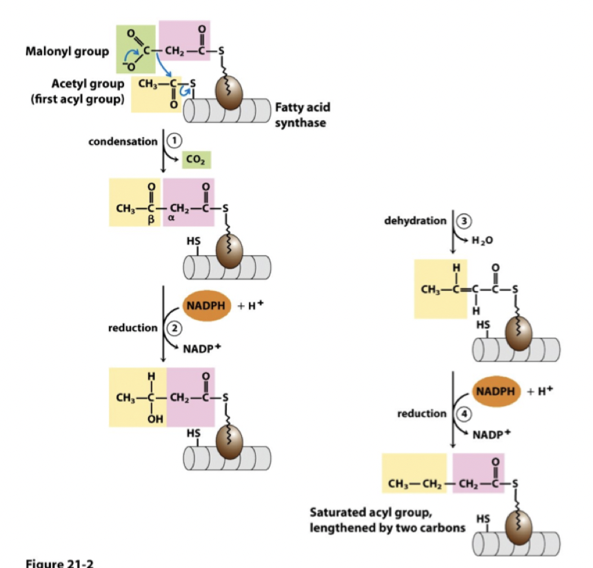 <ol><li><p>Acetyl-CoA transporteras ut från mitokondrien till cytoplasman.</p></li><li><p>Det omvandlas till malonyl-CoA med <strong>acetyl-CoA-karboxylas</strong> (biotin). </p></li><li><p>En acetyl-CoA och en malonyl-CoA regerar i en kondensationsreaktion för att avlägsna en <strong>CO<sub>2</sub></strong>.</p></li><li><p>Sedan sker en <strong>reduktion</strong> där <strong>NADPH</strong> oxideras till <strong>NADP<sup>+</sup></strong>.</p></li><li><p>Hydration med H<sub>2</sub>O.</p></li><li><p>Sedan sker en <strong>reduktion</strong> där NADPH oxideras till NADP<sup>+</sup>. Då har fettsyran förlängts med 2 kol.</p></li></ol>