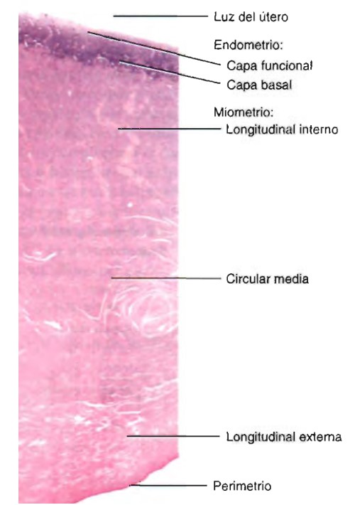 el _______ es la capa medial del utero que

* formada por 3 capas musculares lisas
  * se contrae durante el parto