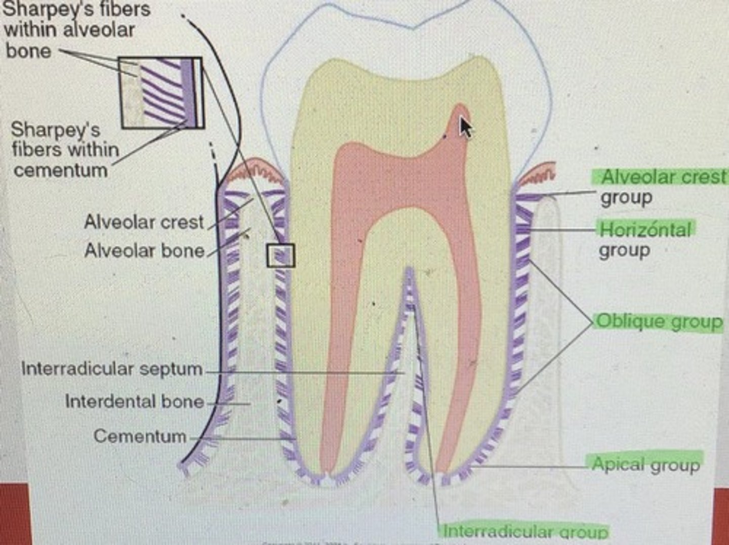 <p>Attaches cementum to alveolar bone</p><p>Hammock</p><p>Shock absorption</p><p>Fluids help buffer</p><p>Contains fibroblasts and small blood/ lymph vessels and nerves</p><p>1. alveolar crest: cervical area of tooth to alveolar crest</p><p>2. horizontal group: running horiz. from tooth to alveolar bone</p><p>3. oblique: running obliq. from cementum to bone</p><p>4. apical group: radiating apically from tooth to bone</p><p>5. interradicular: btwn root of multi-rooted teeth</p>