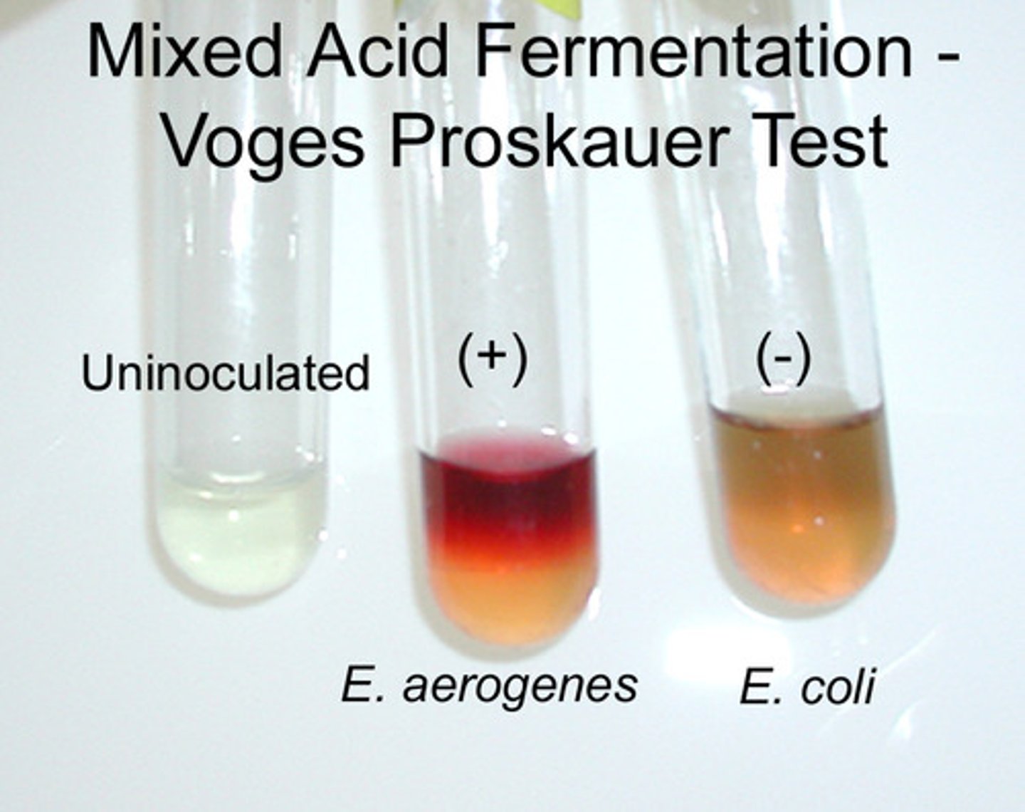 <p>VP (Voges Proskauer) Test</p>