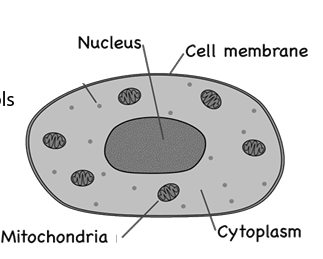 <p>Cell membrane, nucleus, mitochondria, cytoplasm.</p>