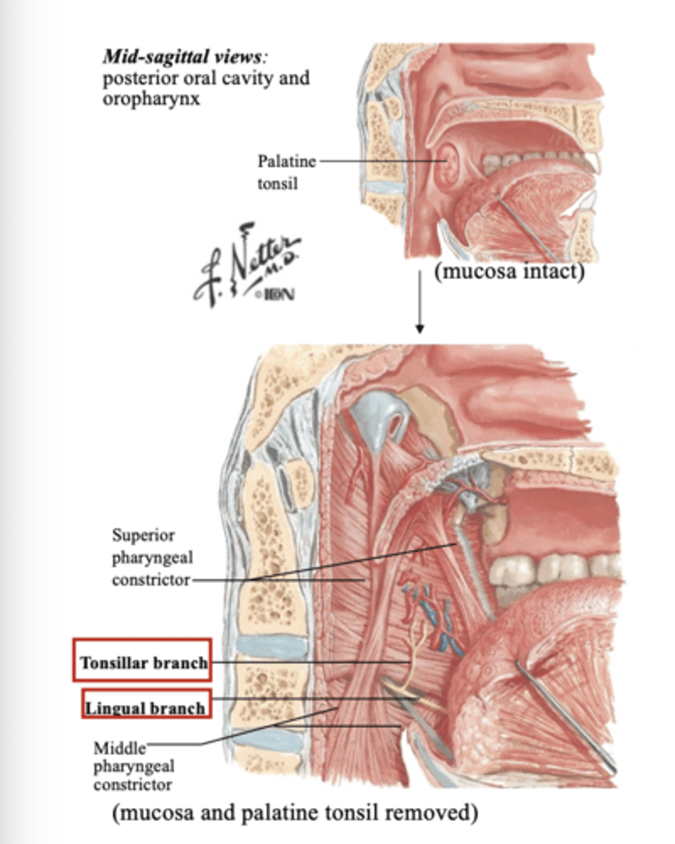 <p>superior and middle</p>