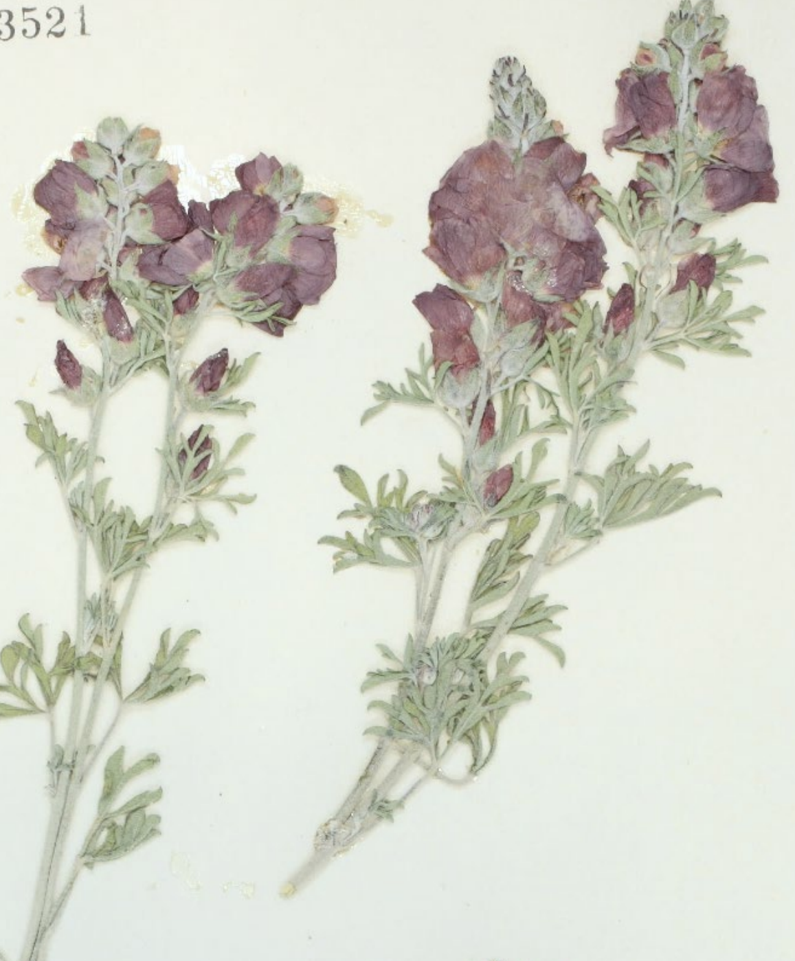 <p>What is this plant’s scientific name?</p>
