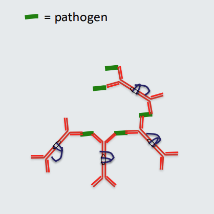 <ul><li><p>Polymeric antibodies with multiple binding arms (polymeric IgA has 4 binding arms) can <strong>cross link </strong>pathogen resulting in formation of a <strong>lattice</strong>.</p></li><li><p>This can ‘disarm’ the pathogen. <strong>Polyclonal IgA</strong> antibodies can be <mark data-color="#dfe3ff" style="background-color: rgb(223, 227, 255); color: inherit;">actively secreted at mucosal sites</mark> such as the gut, eyes and mouth and are at relatively high concentration in mucus, saliva and tears compared to other antibodies.</p></li><li><p><mark data-color="#c4ffce" style="background-color: rgb(196, 255, 206); color: inherit;">IgA antibodies are transported across epithelia by secretory component that binds to the J chain.</mark></p></li><li><p><strong>IgA </strong>has a specific role in <strong>regulating microbial populations</strong> due at least in part to its ability to coat and agglutinate bacteria</p></li></ul><p></p>