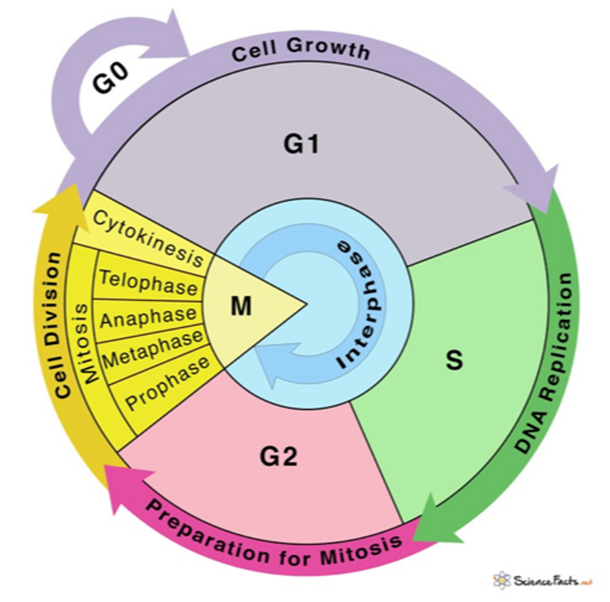 <p><span>The events that take place from one cell division to the next are called the cell cycle.</span></p>
