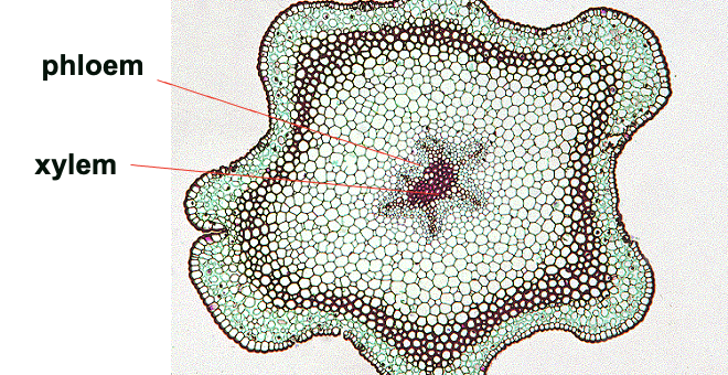 <p><span><strong><em>Psilotum</em> aerial stem</strong></span></p><p></p>