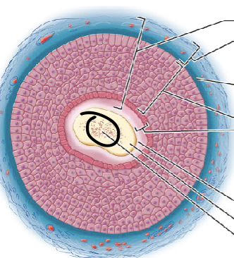 <p>one aspect of the hair shaft; central core of large cells and air spaces</p>