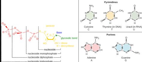 <p>Is one of the two types of nitrogenous bases and mRNA purines are Adenine (A) and Guanine (G) ; the same as DNA.</p><p>And the Adenine (A) pairs with the Uracil (U), and the Guanine (G) Paris with Cytosine (C)</p>